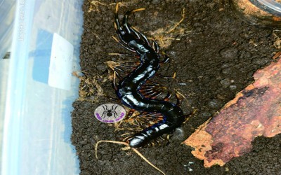 Black Java/ Scolopendra Black Java/ Kelabang/ Lipan/ Centipede
